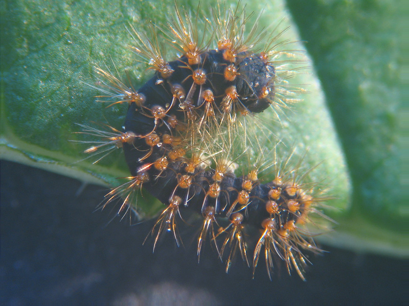 Saturnia pyri